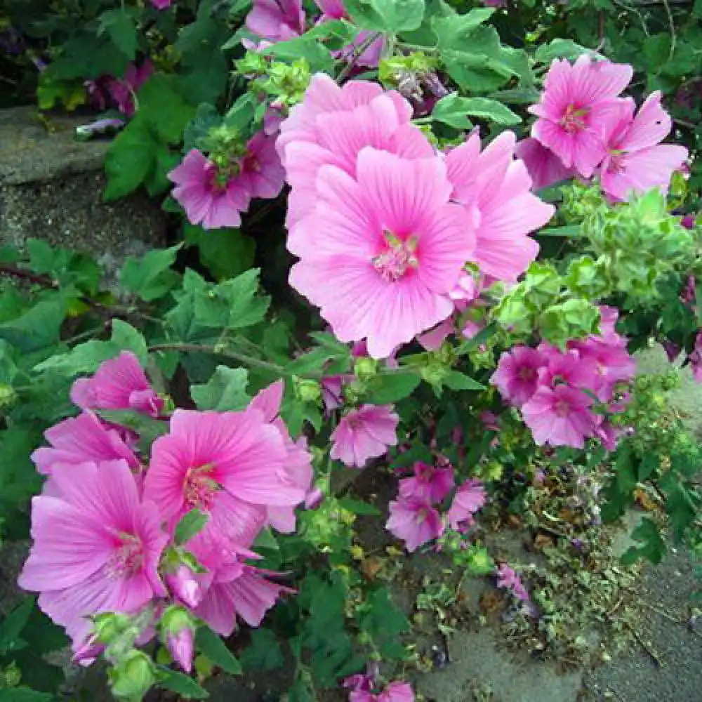 LAVATERA thuringiaca