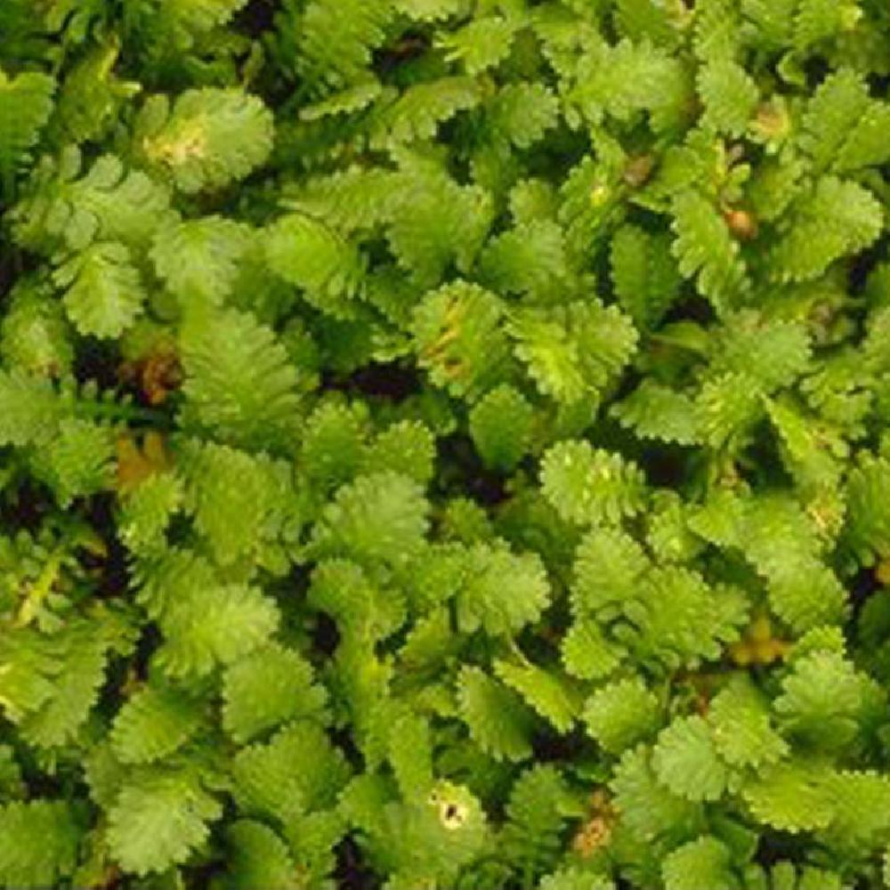 LEPTINELLA dioica