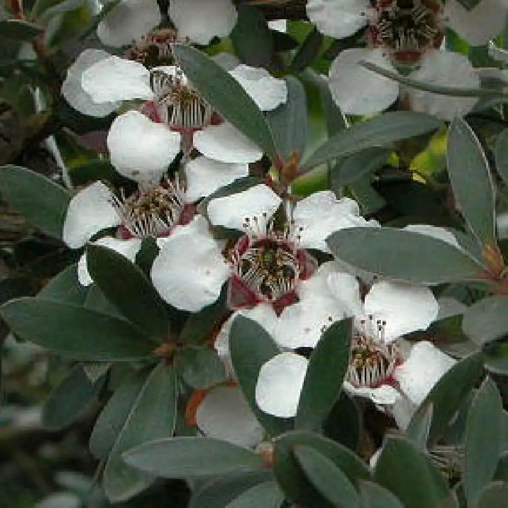 LEPTOSPERNUM (lanigerum) 'Silver Sheen'