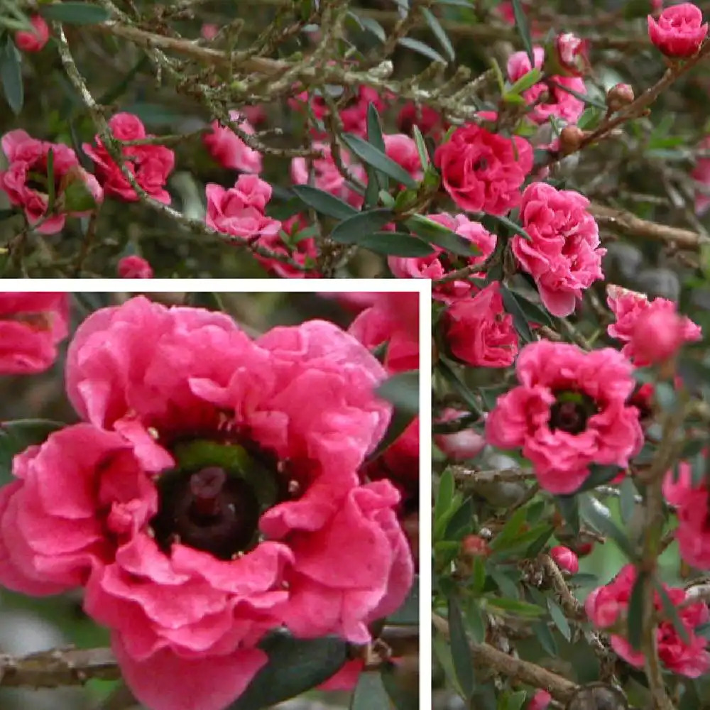 LEPTOSPERNUM scoparium 'Crimson Glory'