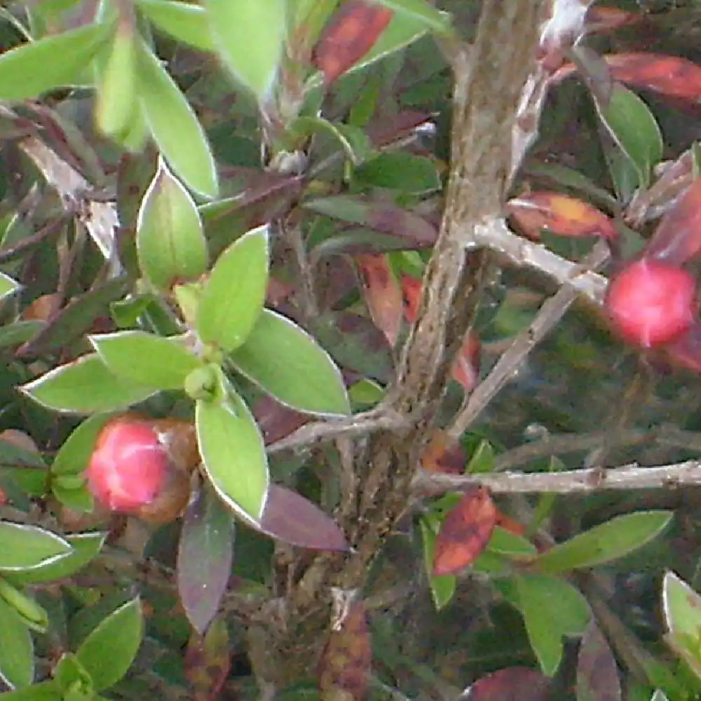 LEPTOSPERNUM scoparium 'Nicholsii'