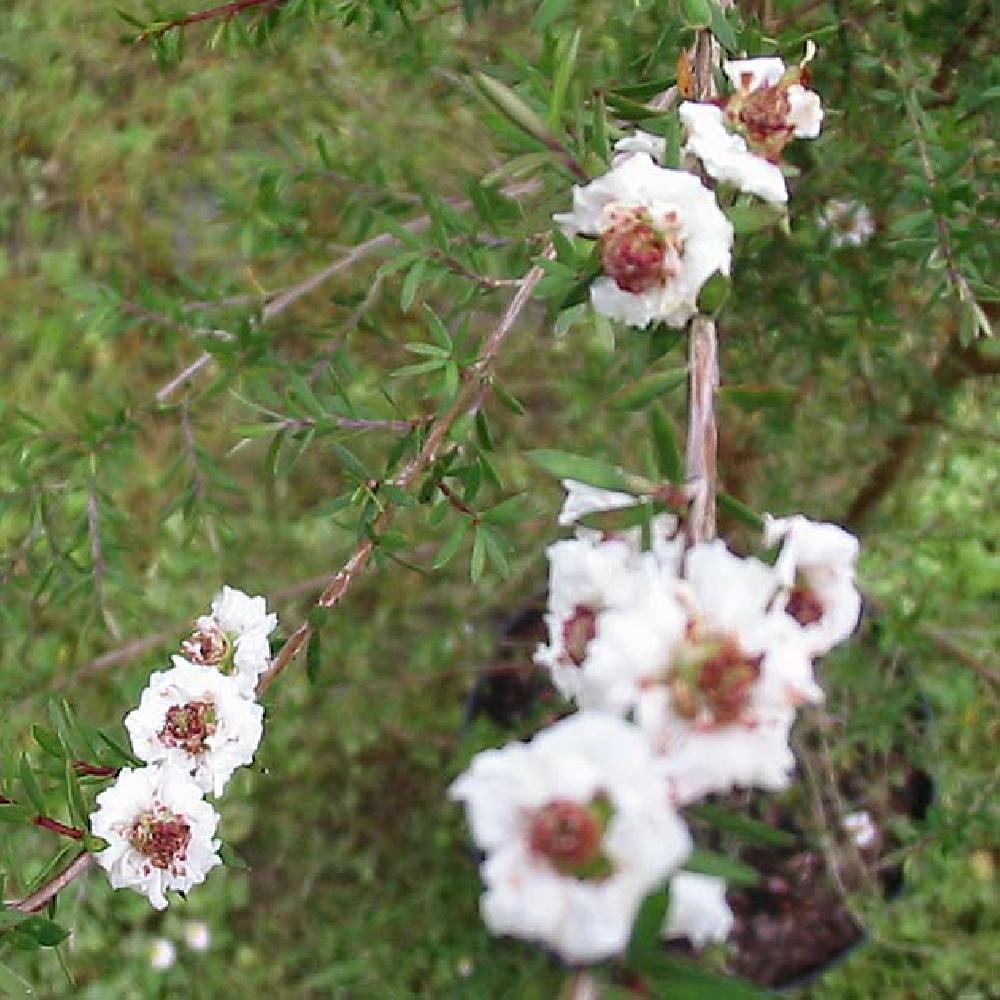 LEPTOSPERNUM scoparium 'Snow Flurry'