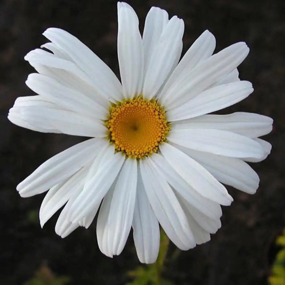 LEUCANTHEMUM 'Alaska'