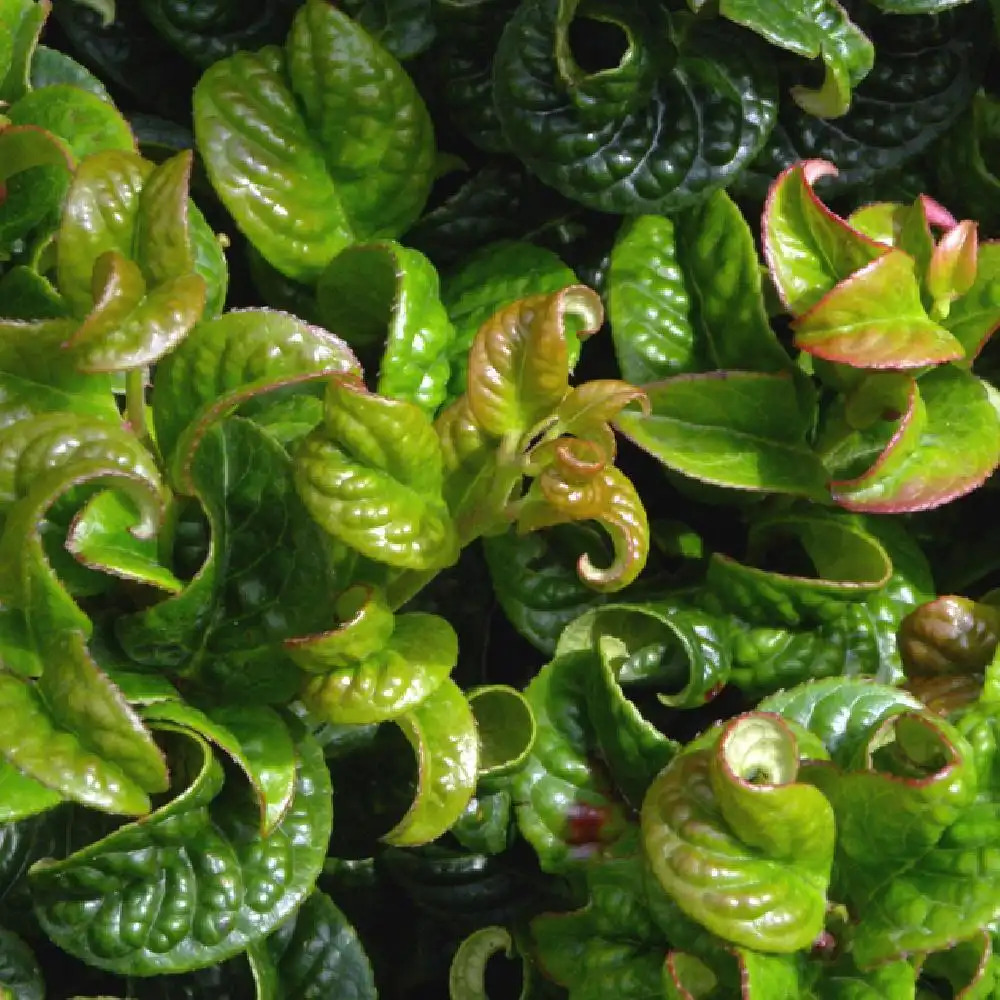 LEUCOTHOE axillaris 'Curly Red'