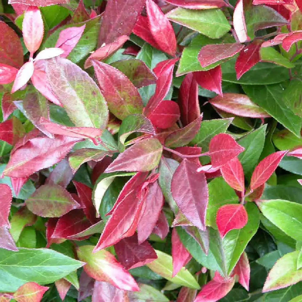 LEUCOTHOE axillaris 'Zeblid'