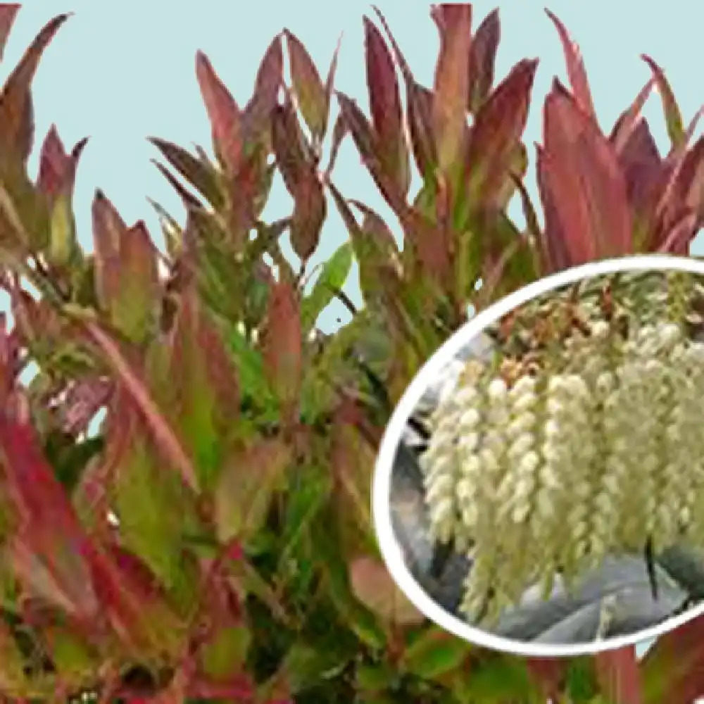 LEUCOTHOE fontanesiana 'Red Leaf'