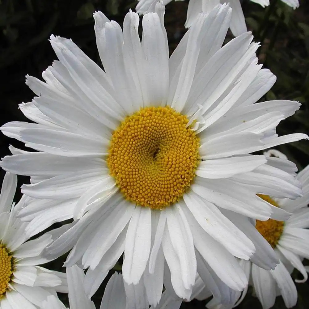 LEUCANTHEMUM 'Harry Pötschke'