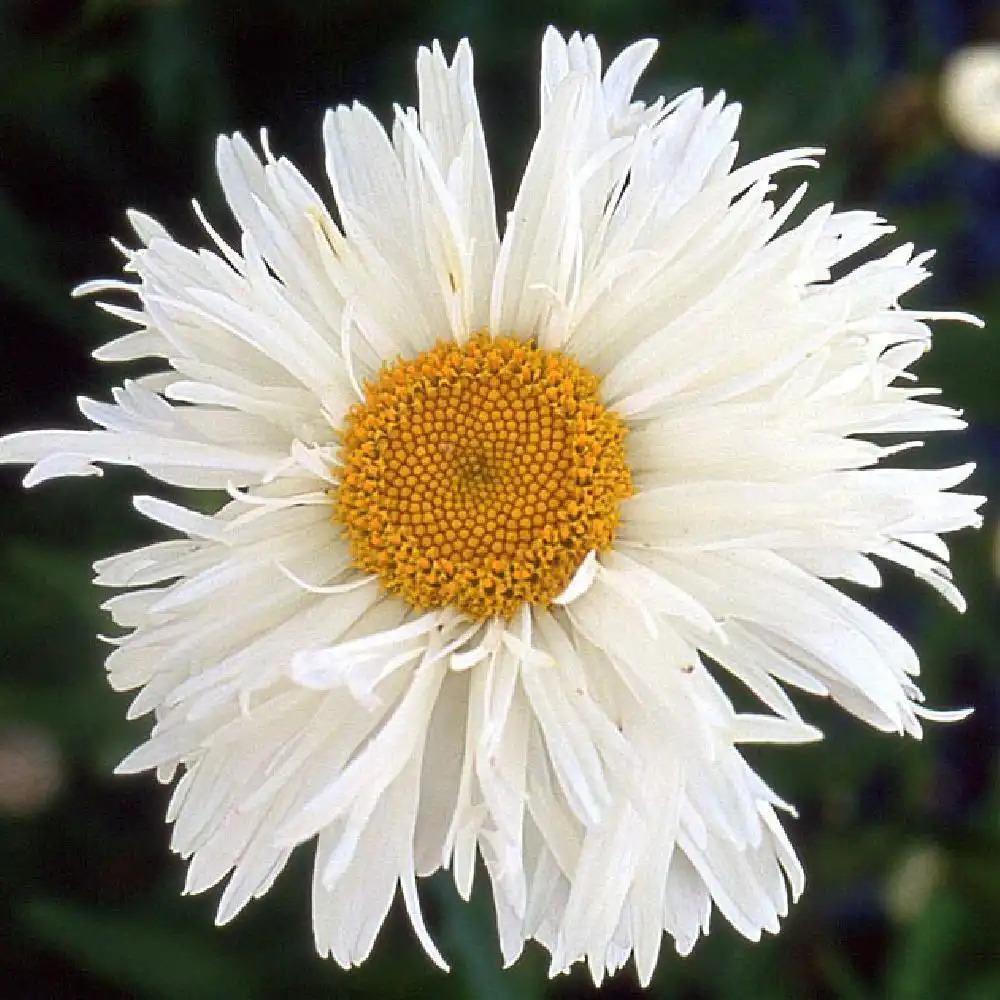 LEUCANTHEMUM 'Prieuré'