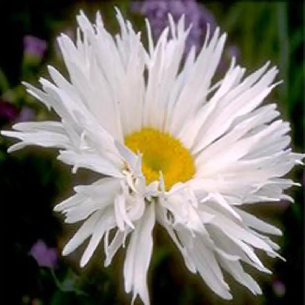 LEUCANTHEMUM 'Priesterkragen'