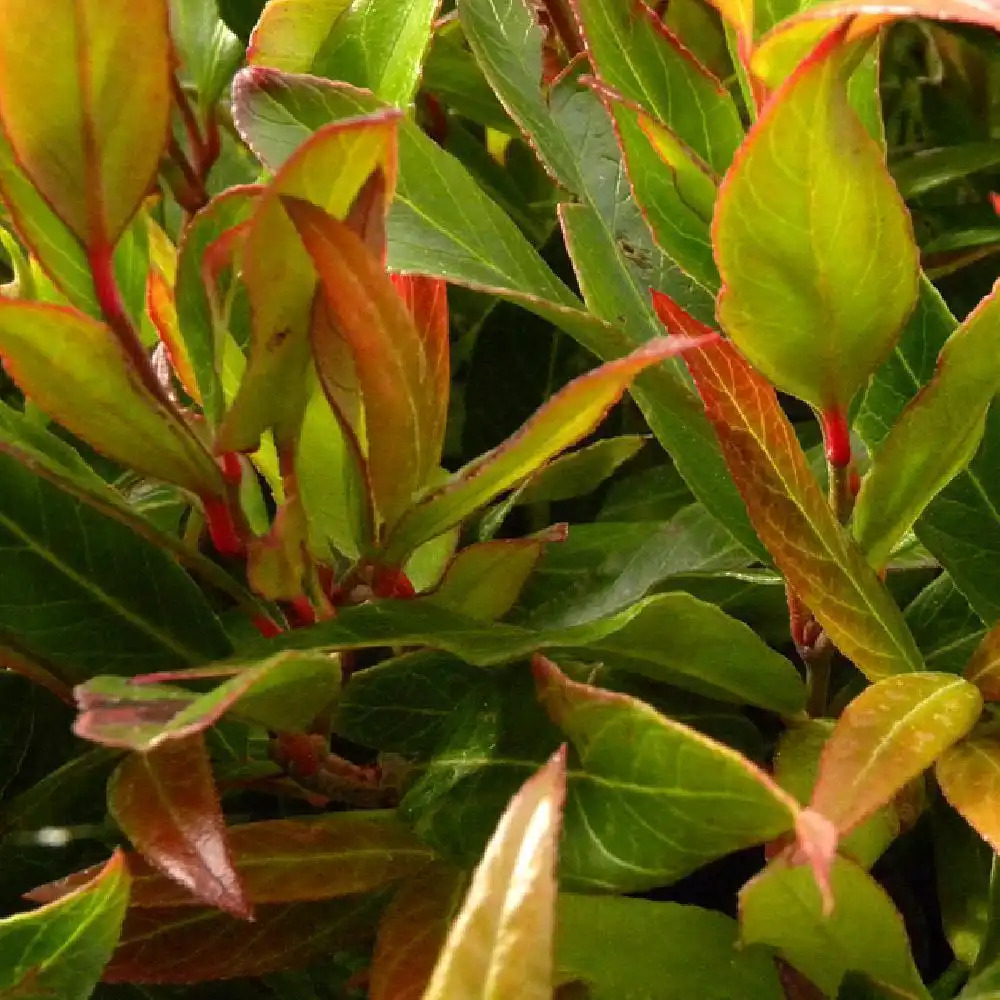 på Brøl Blive LEUCOTHOE 'Red Lips' - LEUCOTHOE axillaris 'Lipsbolwi' - pépinières Lepage  Bretagne Bord de mer