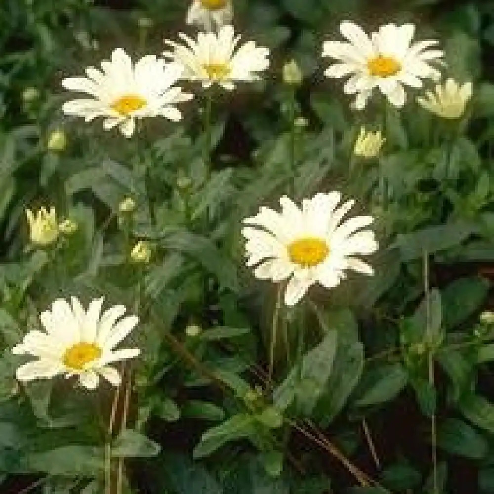 LEUCANTHEMUM 'Silberprinzesschen'