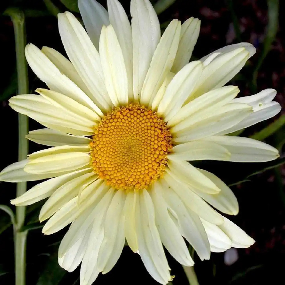 LEUCANTHEMUM 'Sonnenschein' - Marguerite d'été - pépinières Lepage Bretagne  Bord de mer