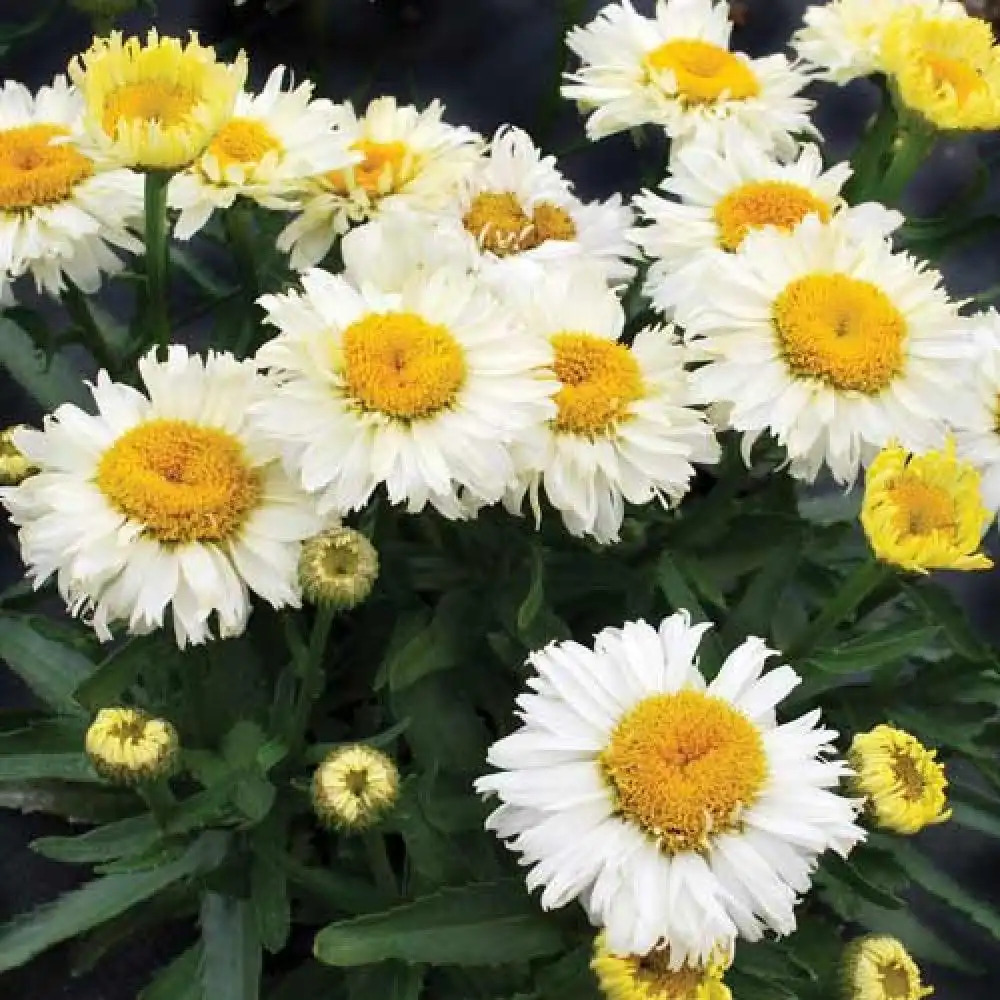 LEUCANTHEMUM superbum 'Bridal bouquet' ®