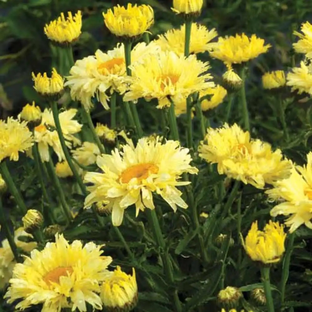 LEUCANTHEMUM superbum 'Goldfinch'®