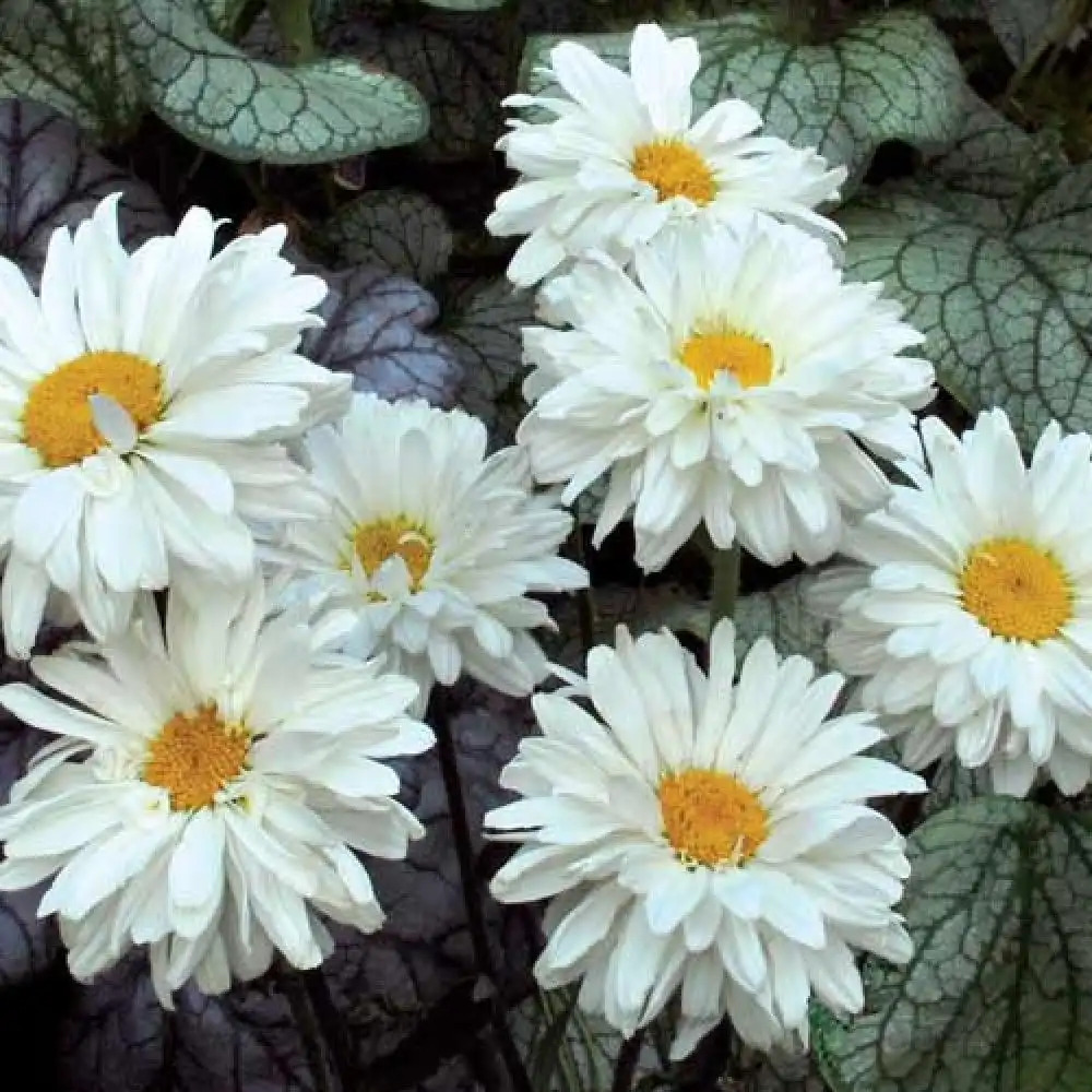 LEUCANTHEMUM superbum 'Victorian Secret'