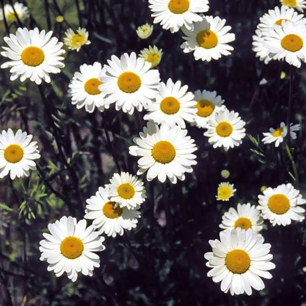 LEUCANTHEMUM vulgare 'Maikönigin'