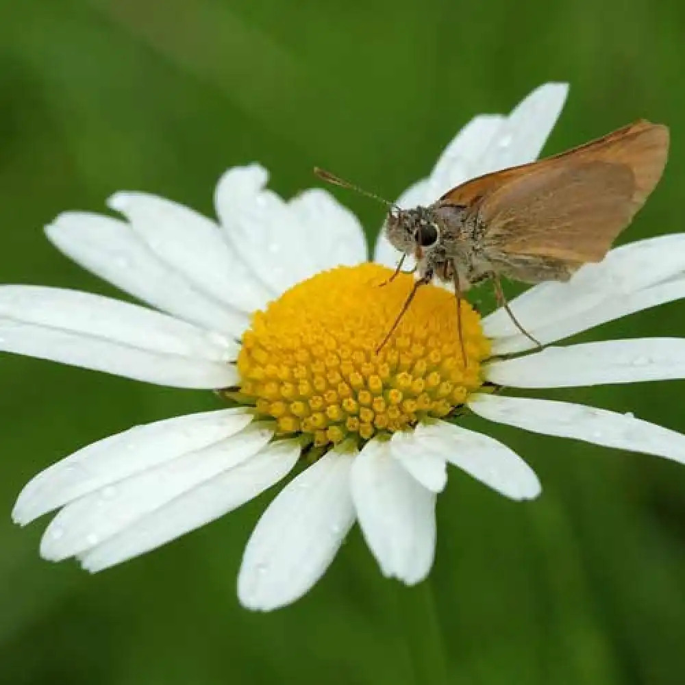 LEUCANTHEMUM vulgare