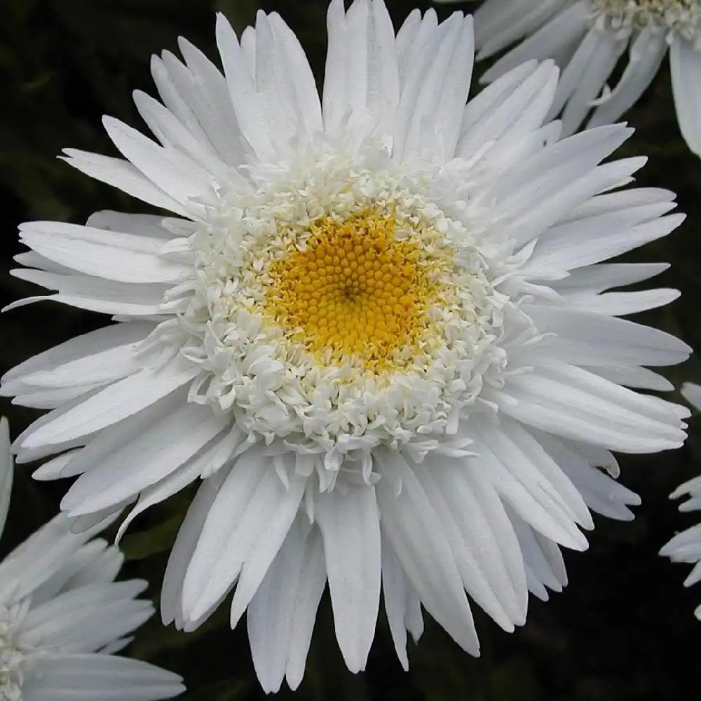 LEUCANTHEMUM 'Wirral Pride'