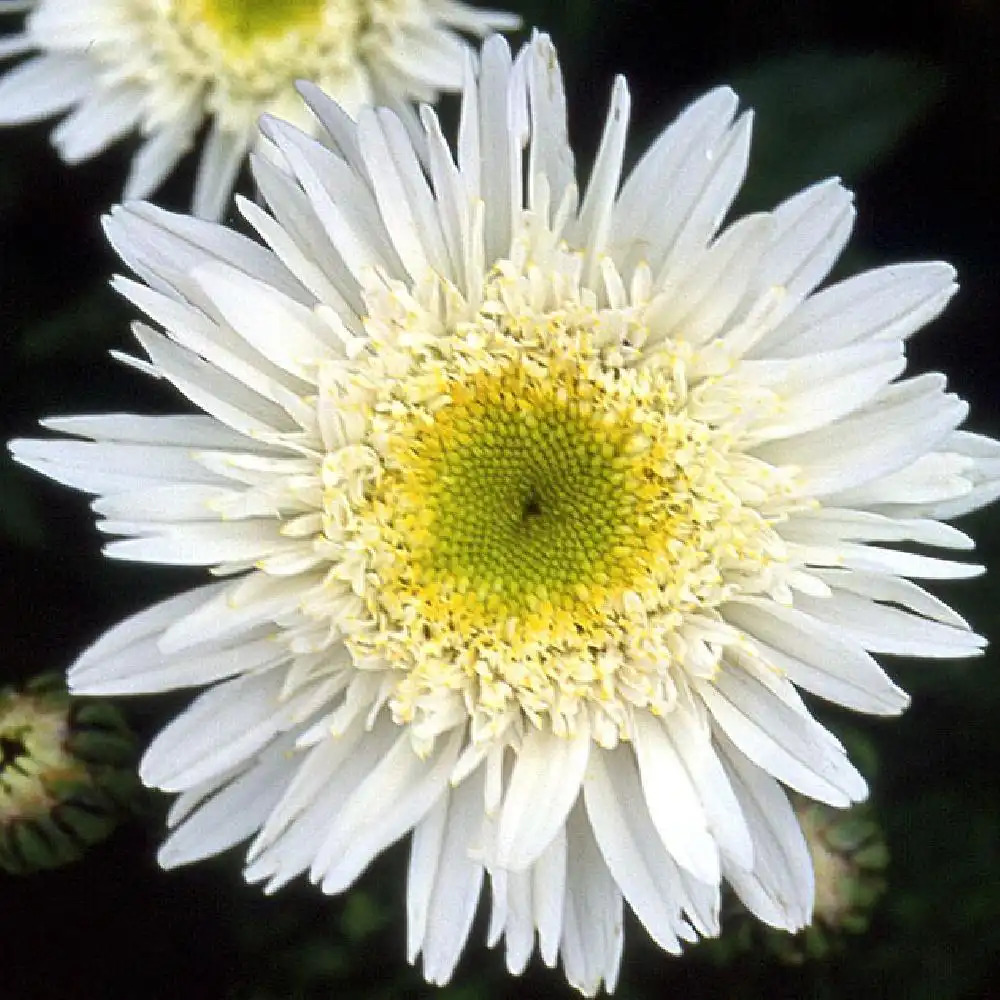 LEUCANTHEMUM 'Wirral Supreme'