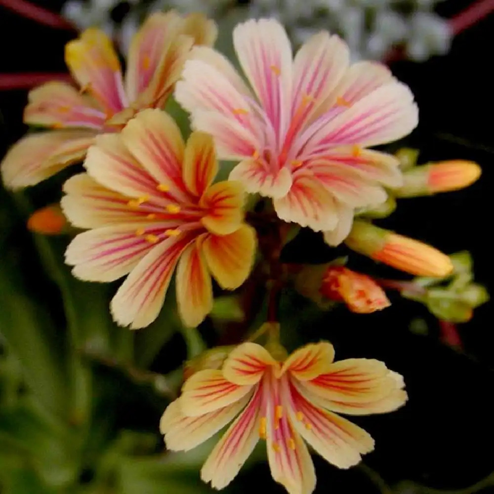 LEWISIA cotyledon 'Sunset Strain '