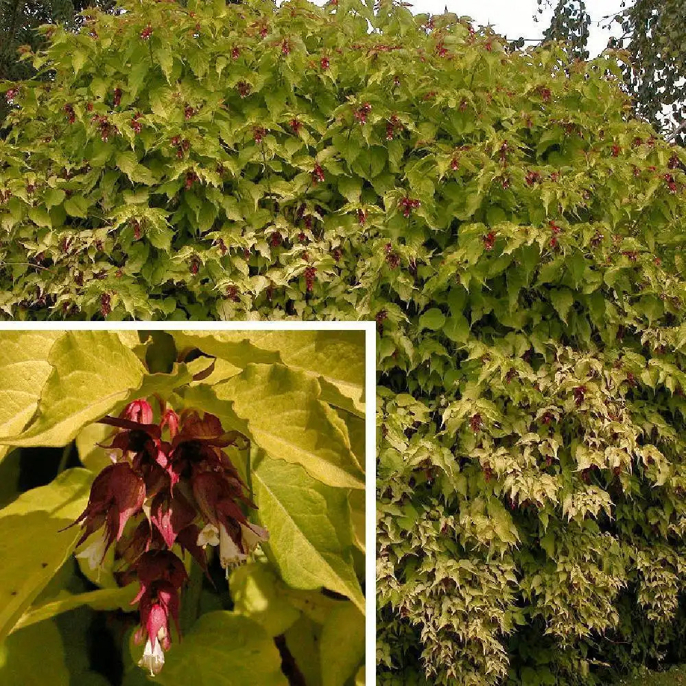 LEYCESTERIA formosa GOLDEN LANTERNS (= 'Notbruce')