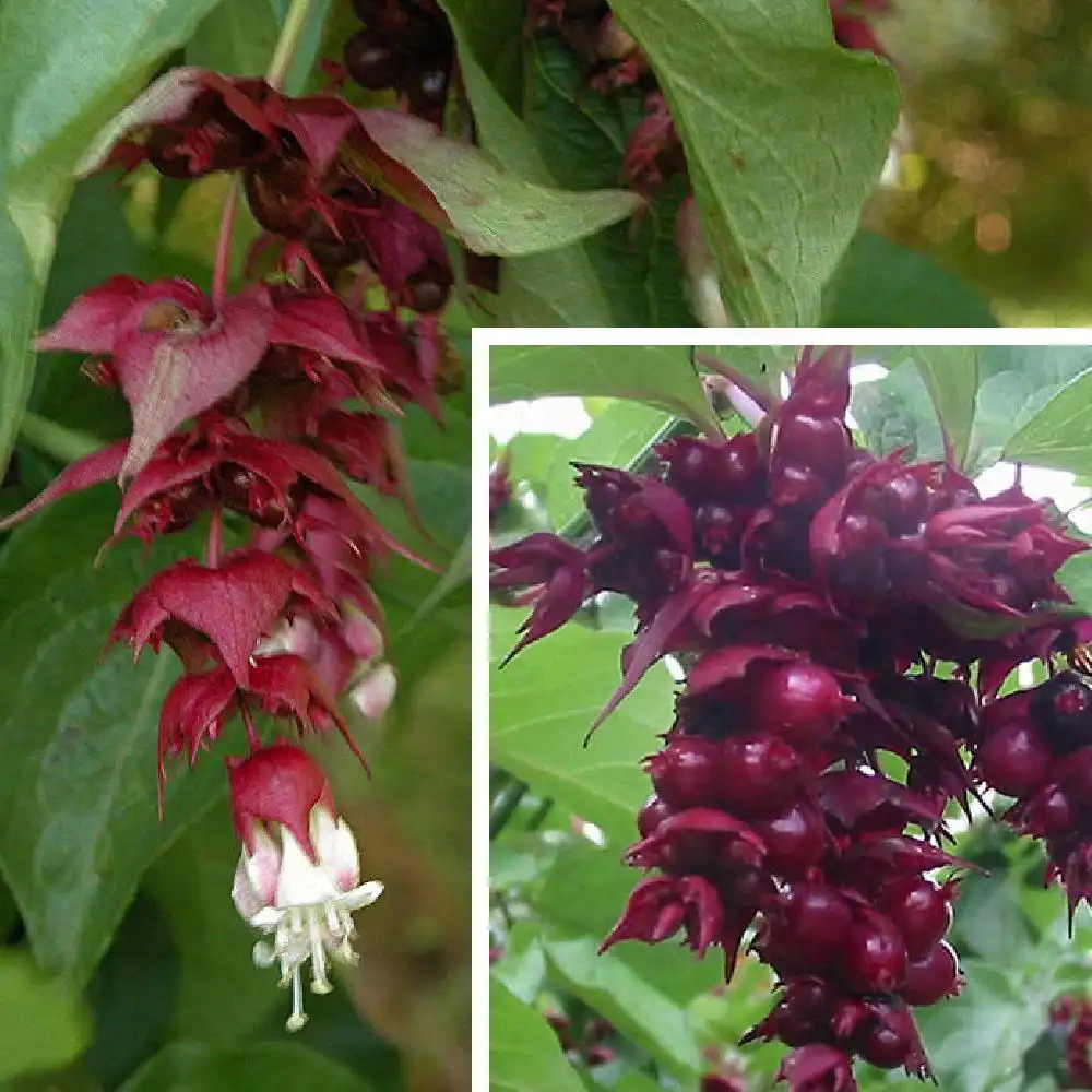 LEYCESTERIA formosa