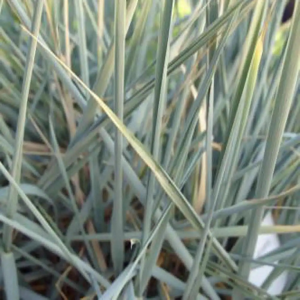 LEYMUS arenarius 'Blue Dune'