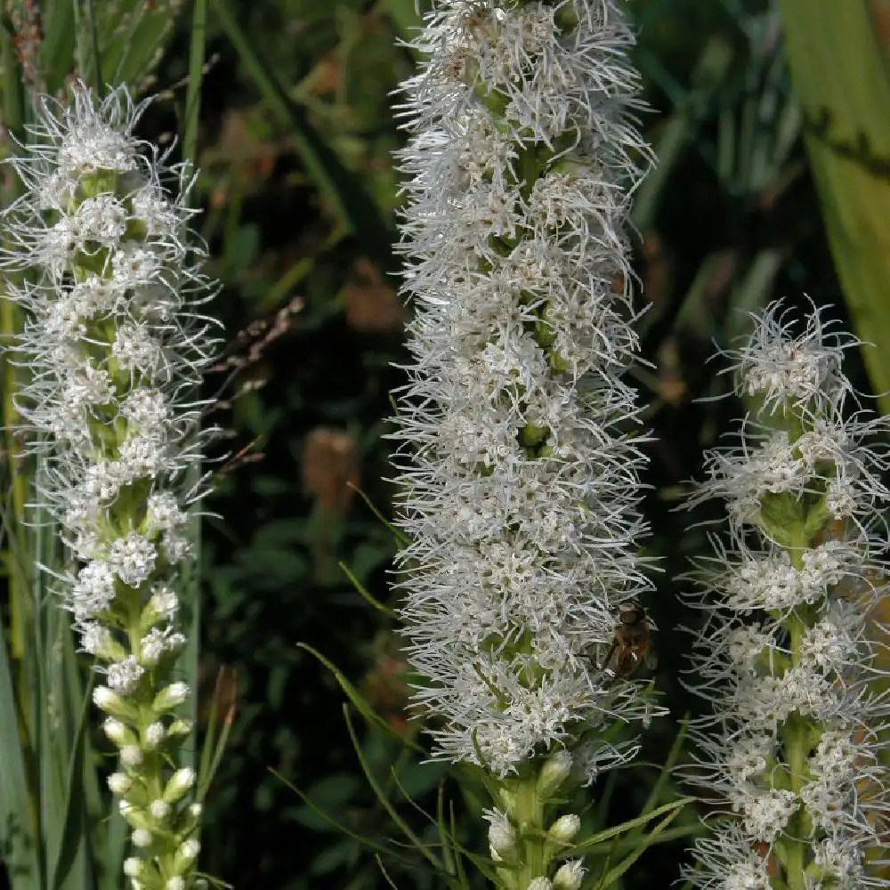 LIATRIS spicata 'Floristan Weiss'