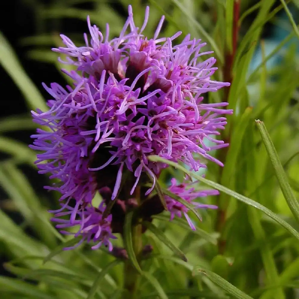 LIATRIS spicata 'Kobold'