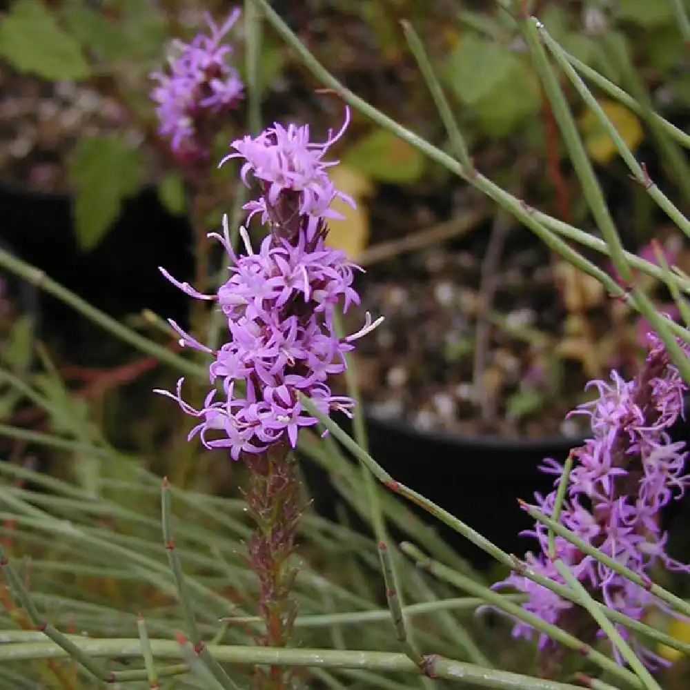 LIATRIS spicata