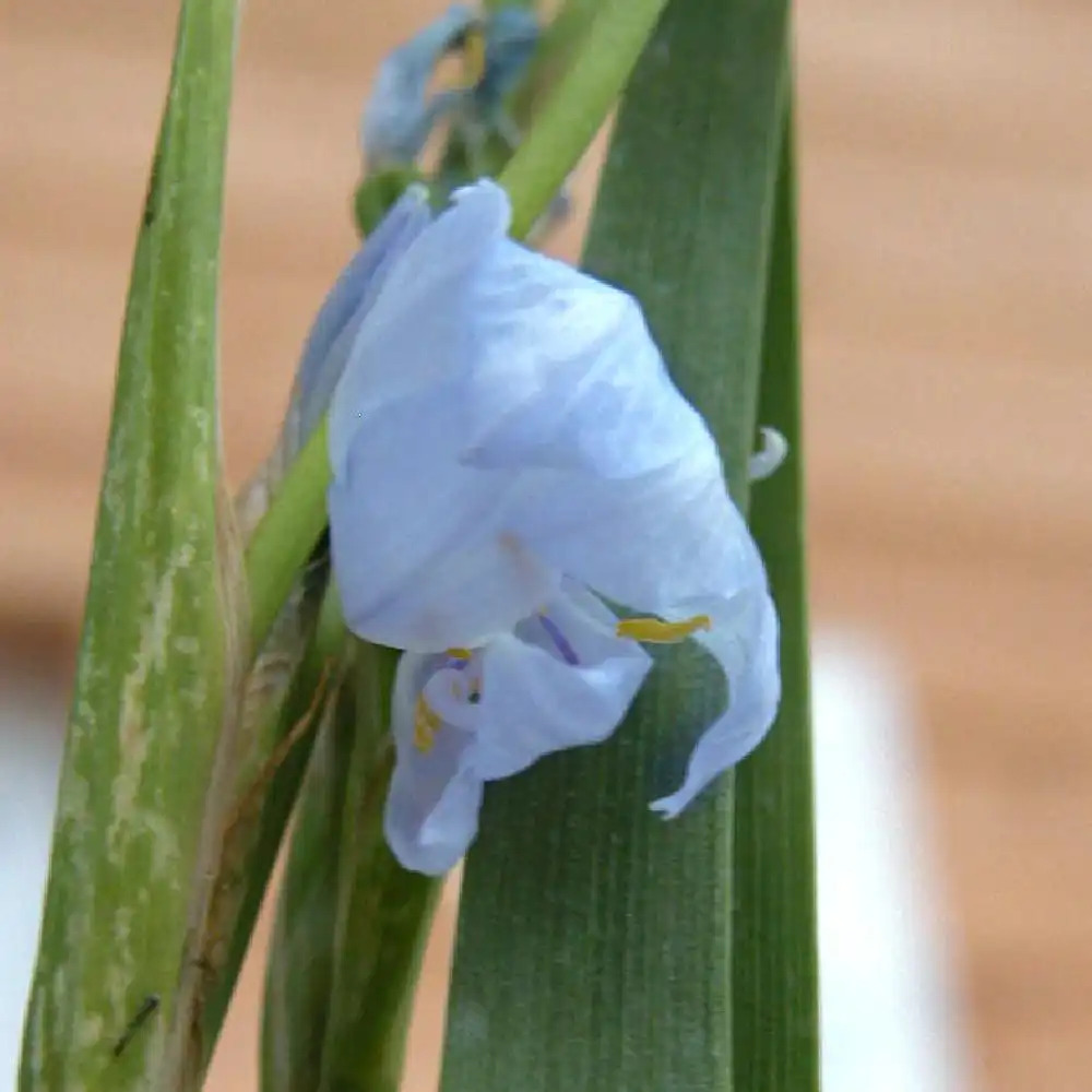 LIBERTIA caerulescens