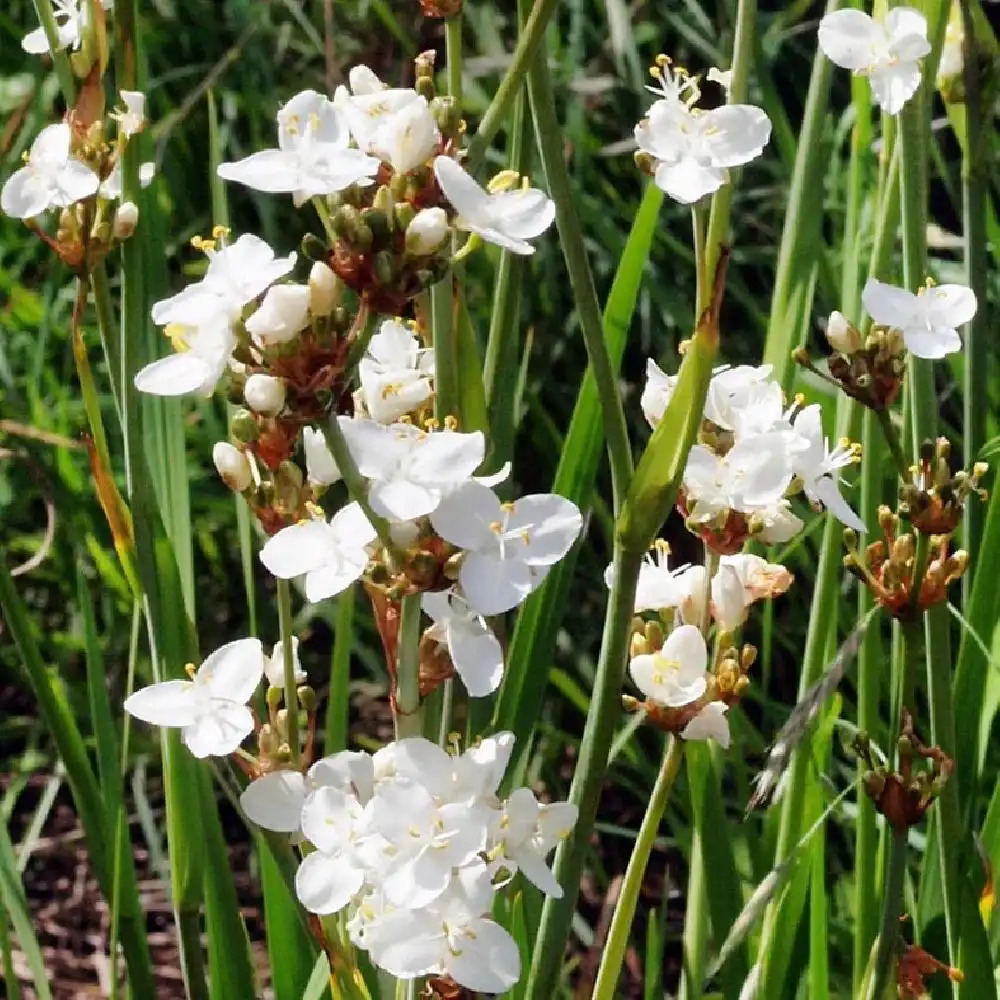 LIBERTIA grandiflora