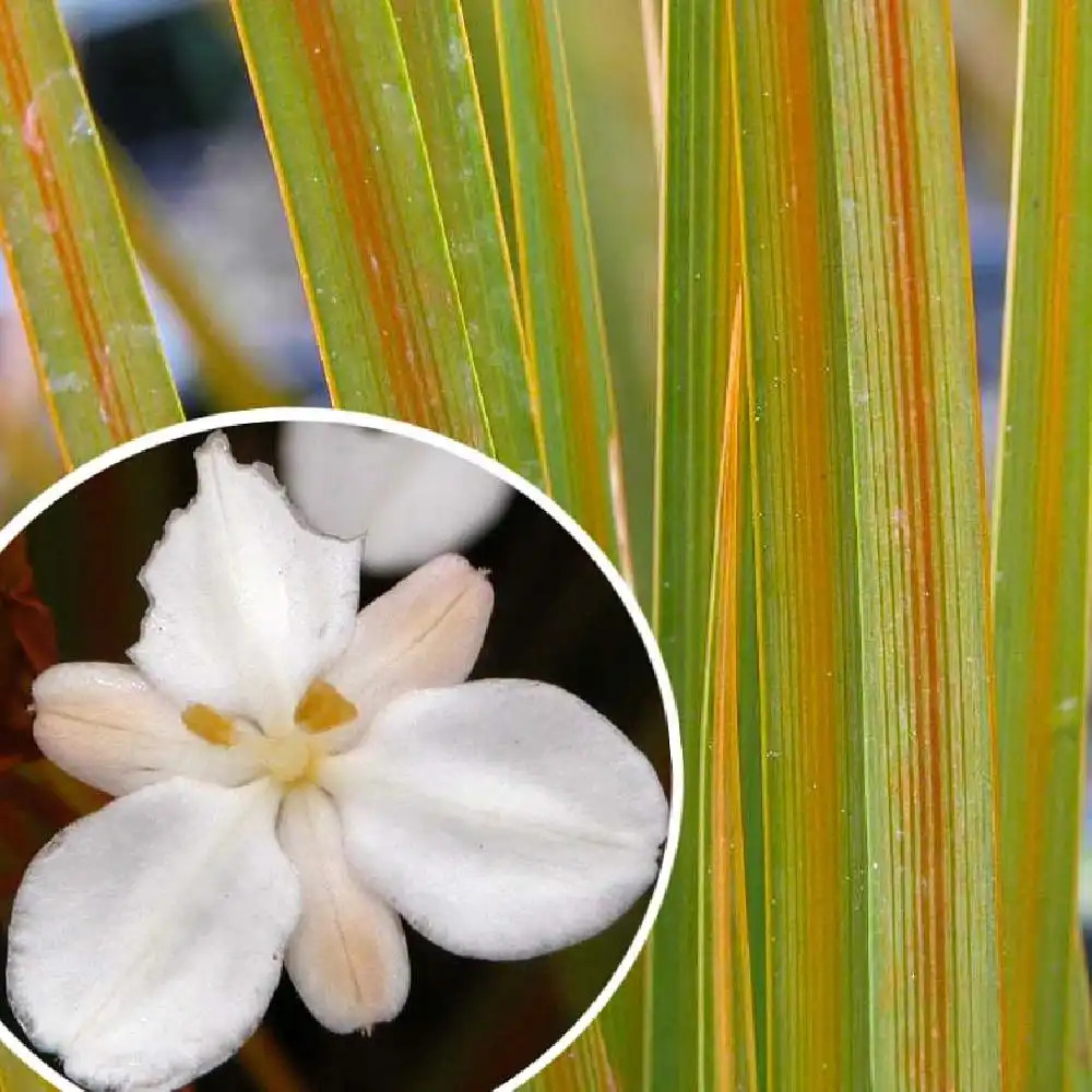 LIBERTIA peregrinans 'Gold Leaf'