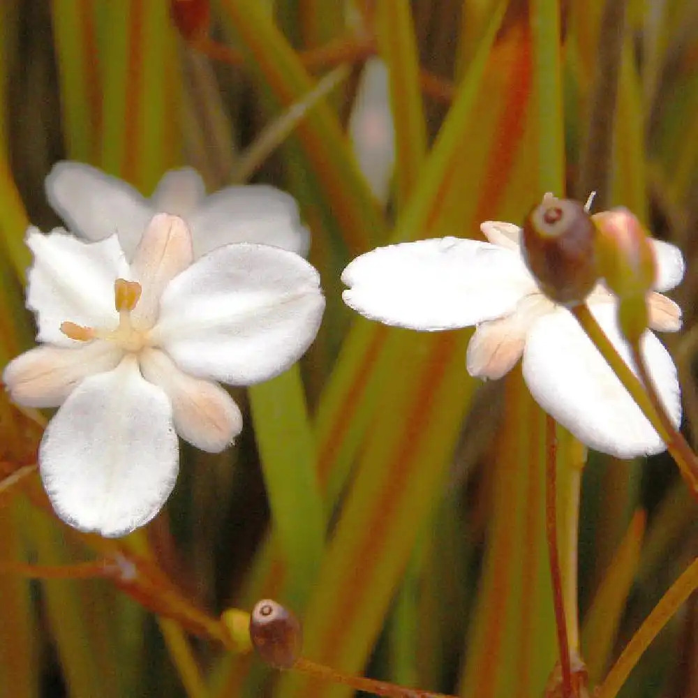 LIBERTIA peregrinans