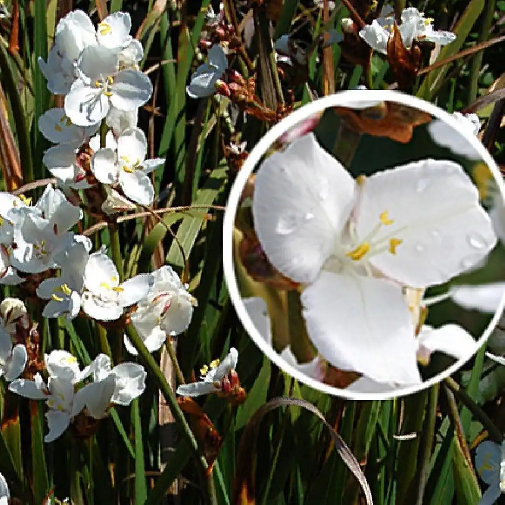 LIBERTIA procera