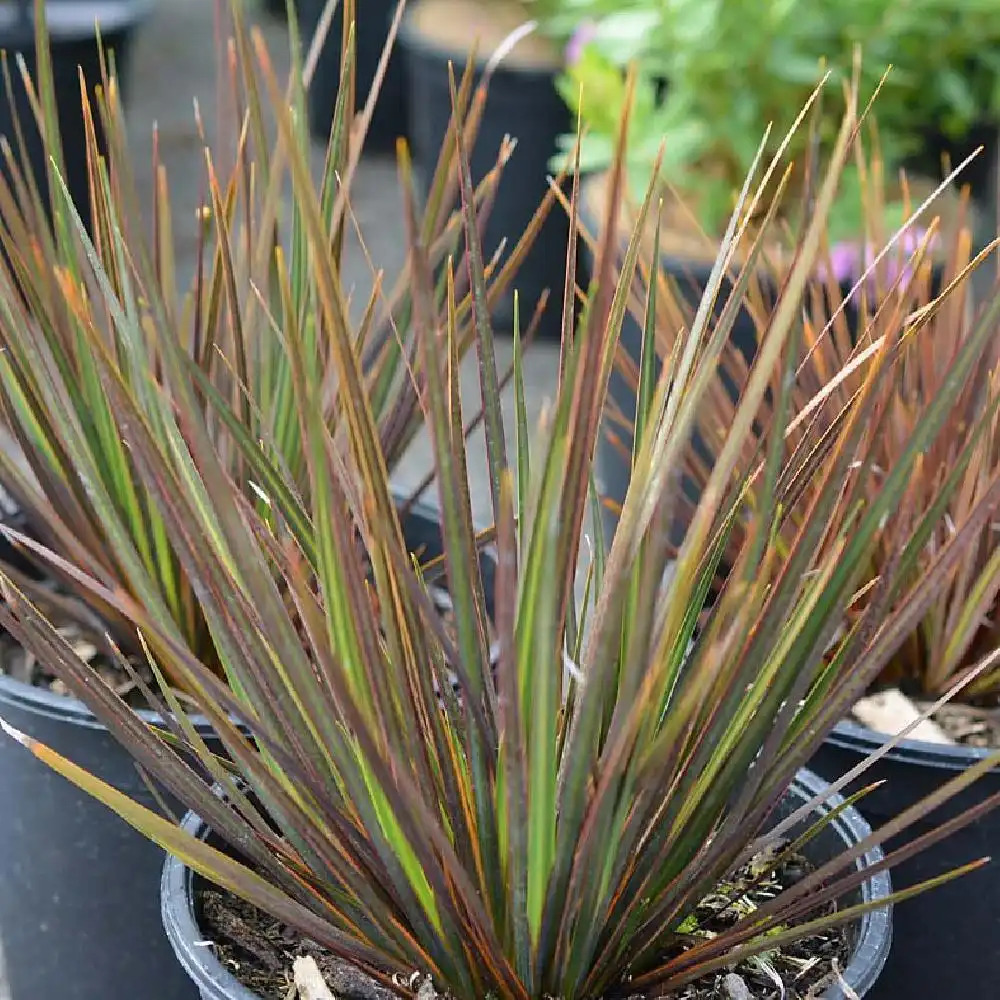 LIBERTIA 'Taupo Sunset'