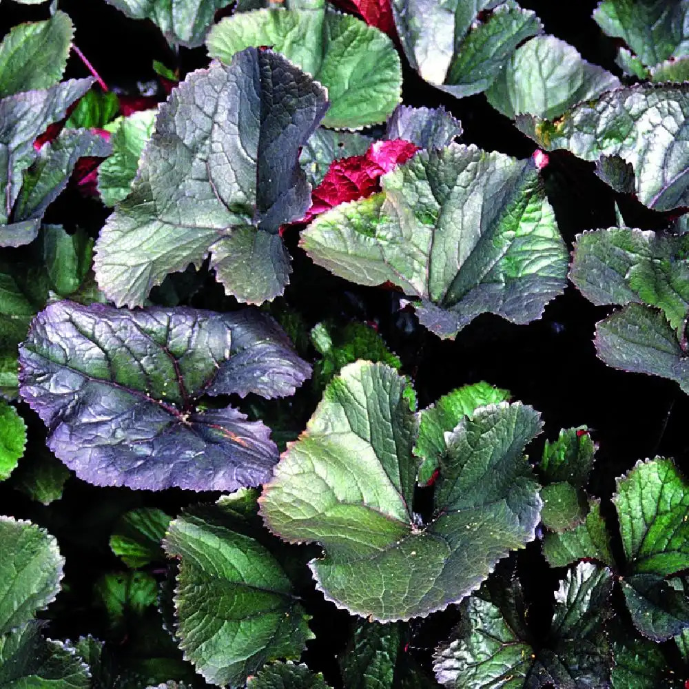 LIGULARIA dentata 'Dark Beauty'