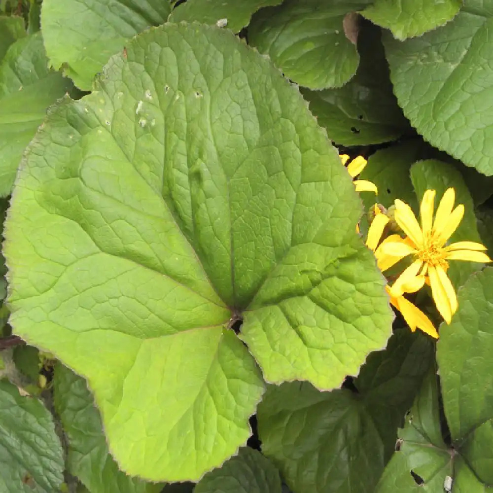 LIGULARIA dentata 'Desdemona'