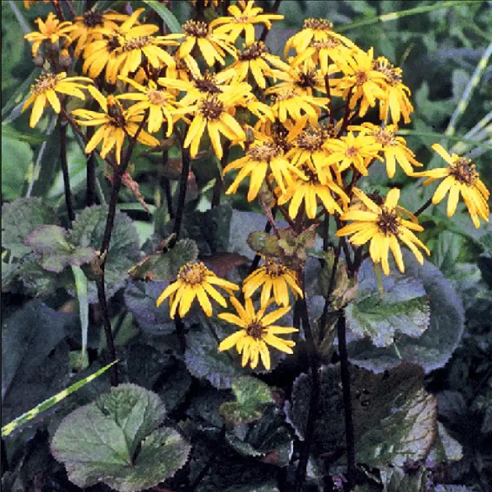 LIGULARIA dentata 'Midnight Lady'