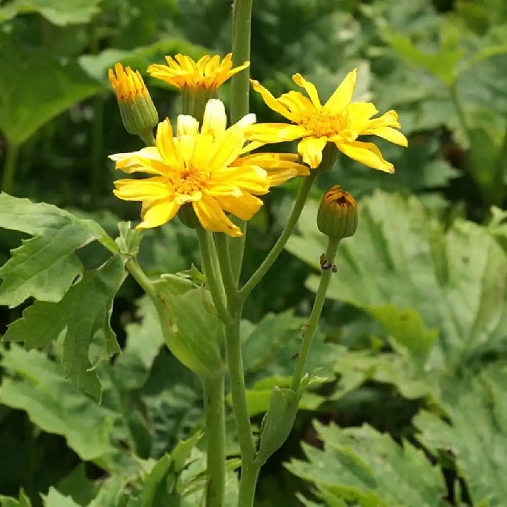 LIGULARIA japonica