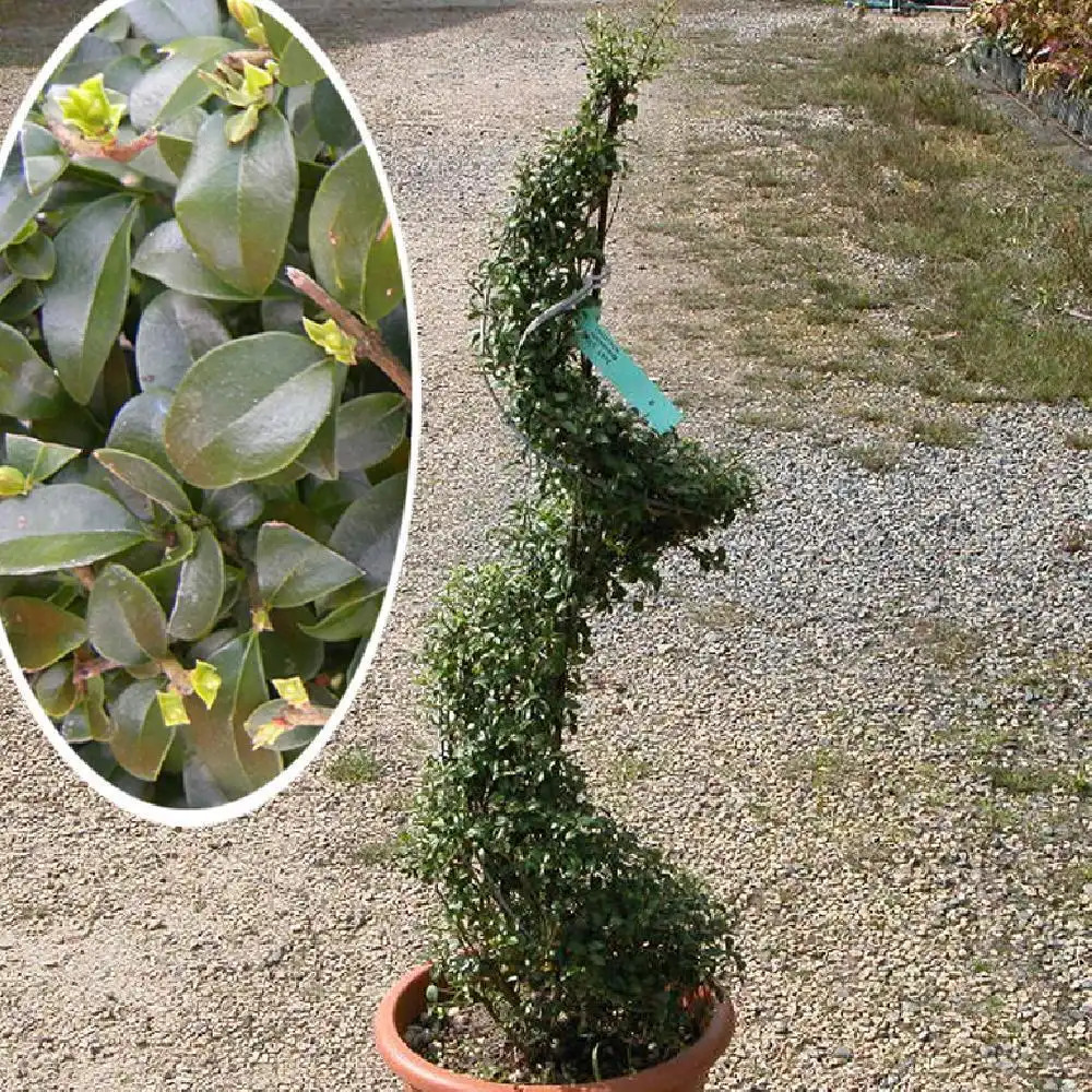 LIGUSTRUM jonandrum (en spirale)