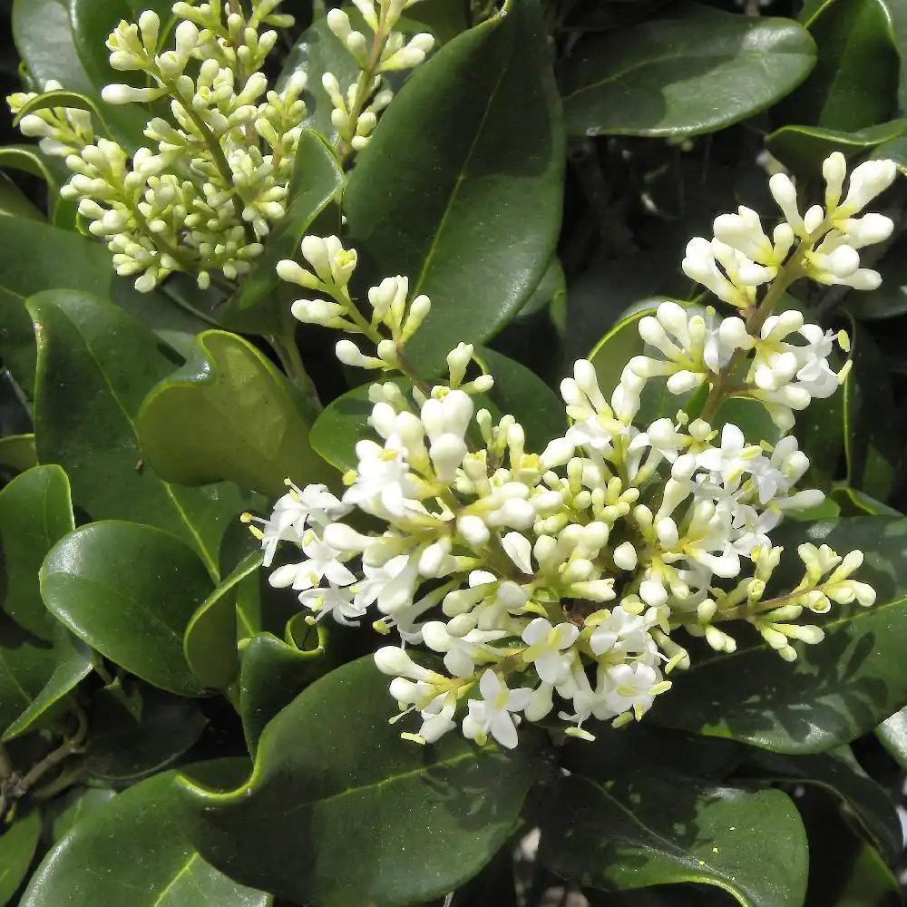 LIGUSTRUM lucidum