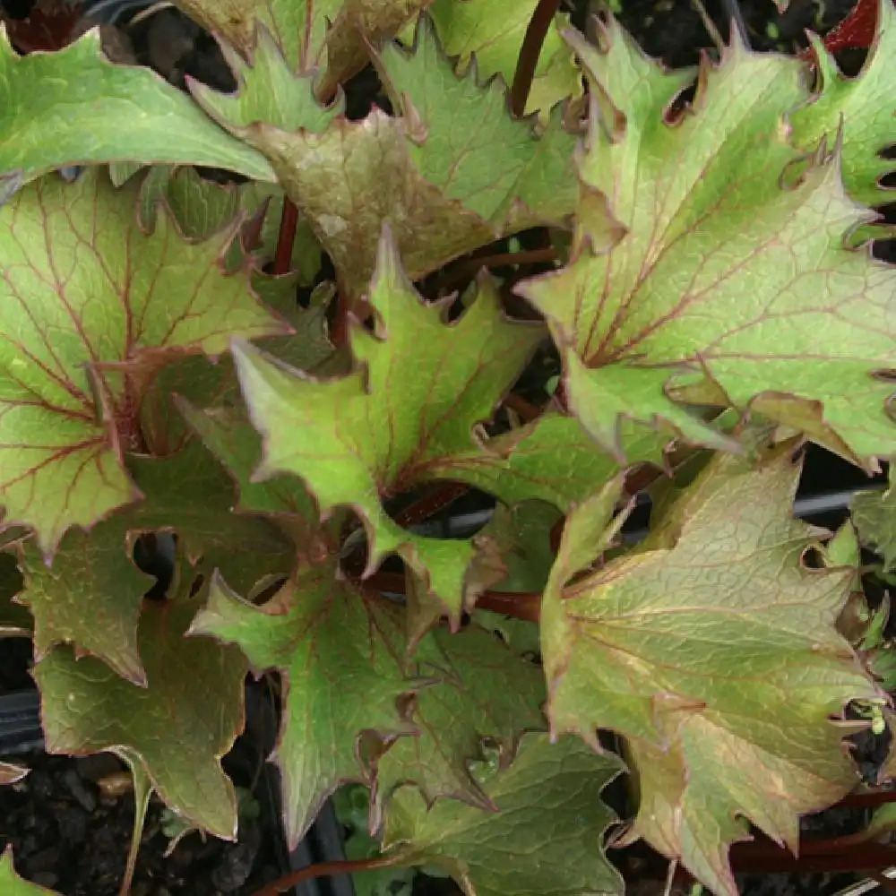 LIGULARIA 'Osiris Fantaisie'