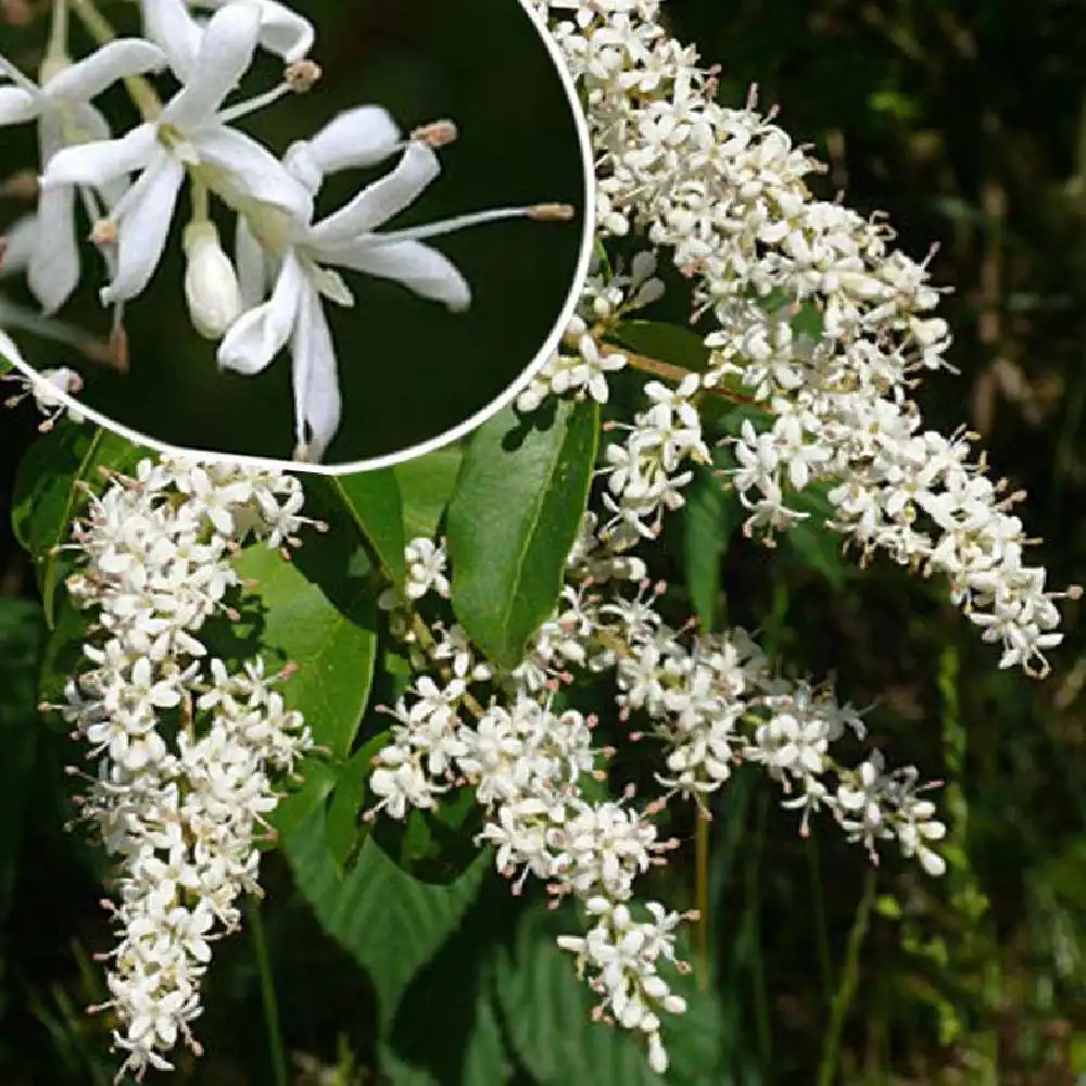 LIGUSTRUM sinense