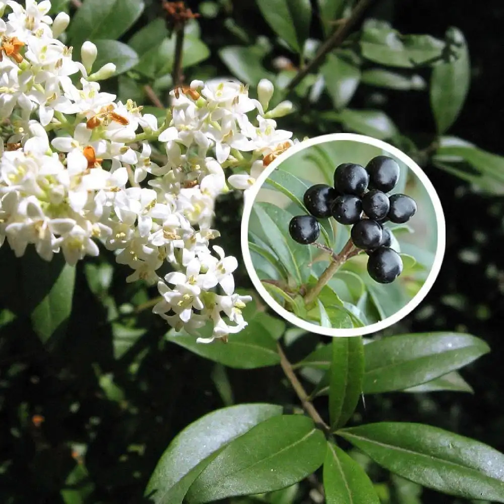 LIGUSTRUM vulgare