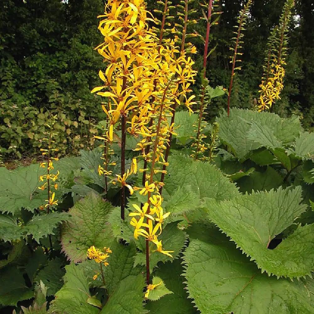 LIGULARIA wilsoniana