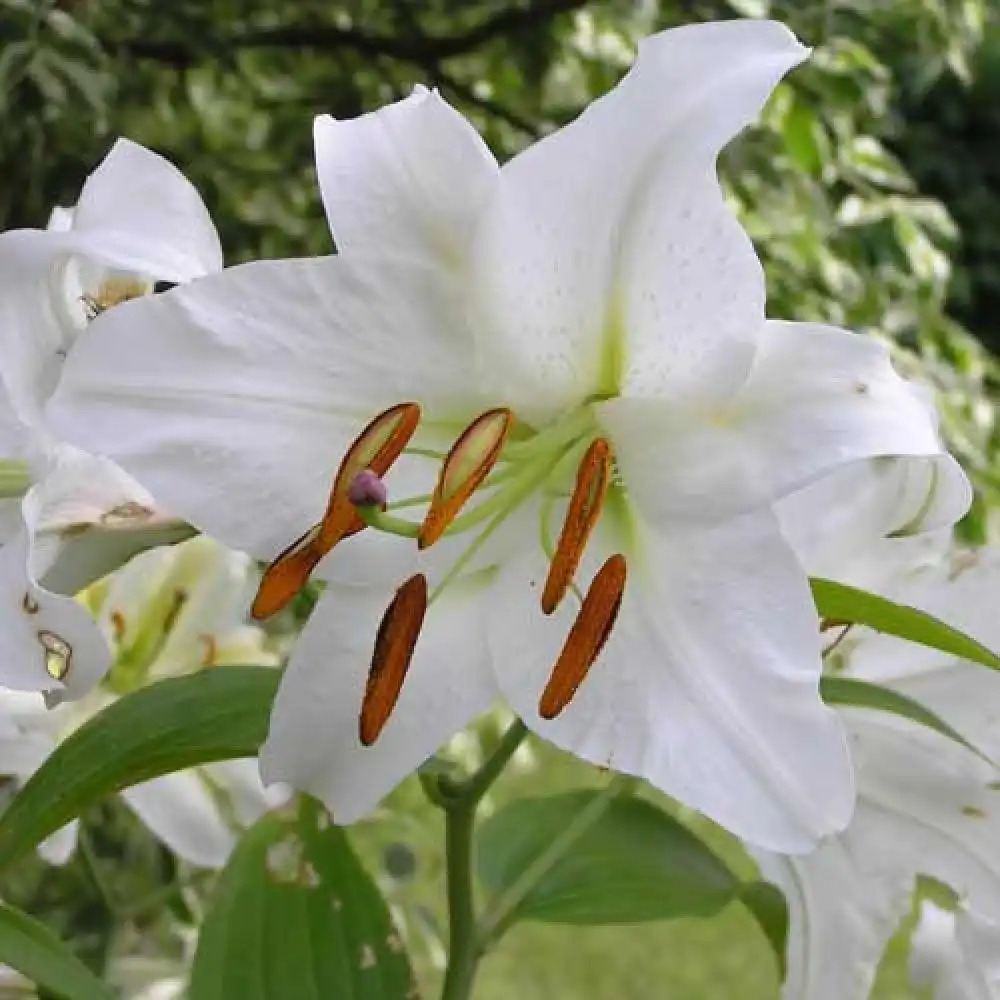 LILIUM candidum