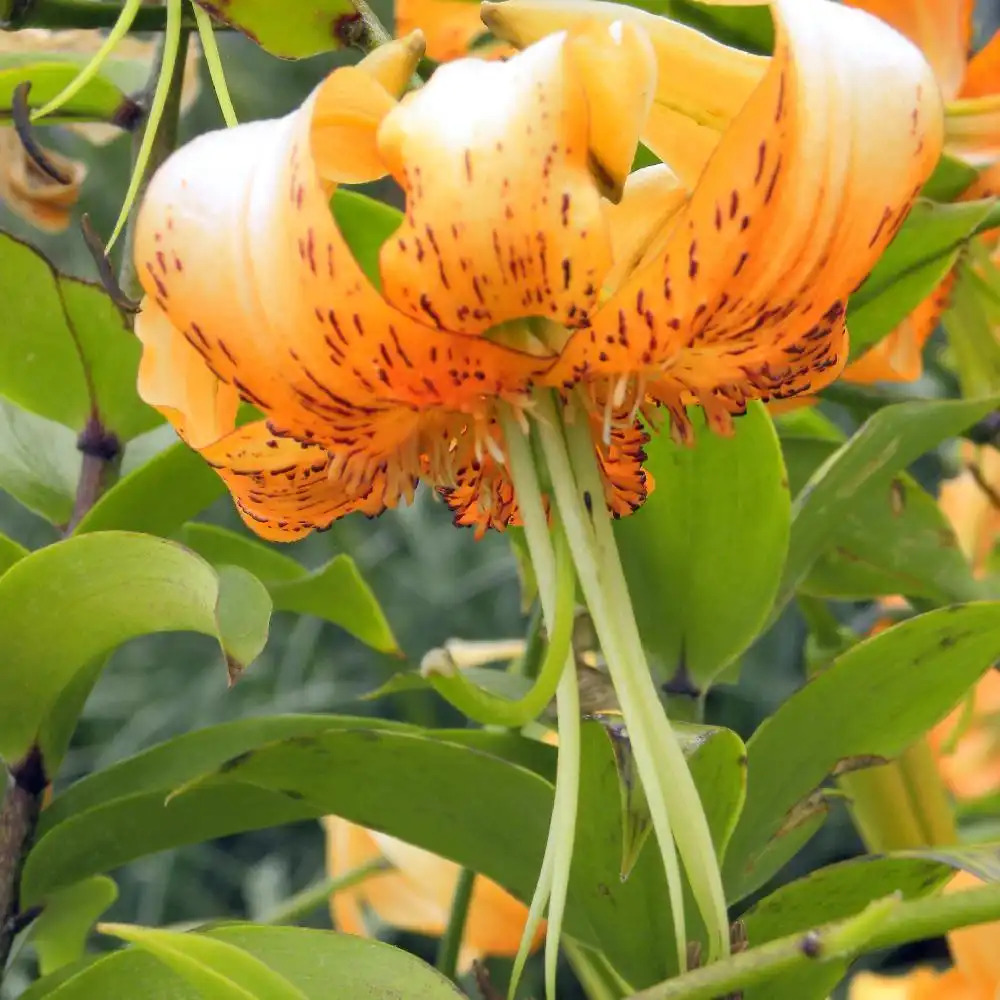 LILIUM henryi