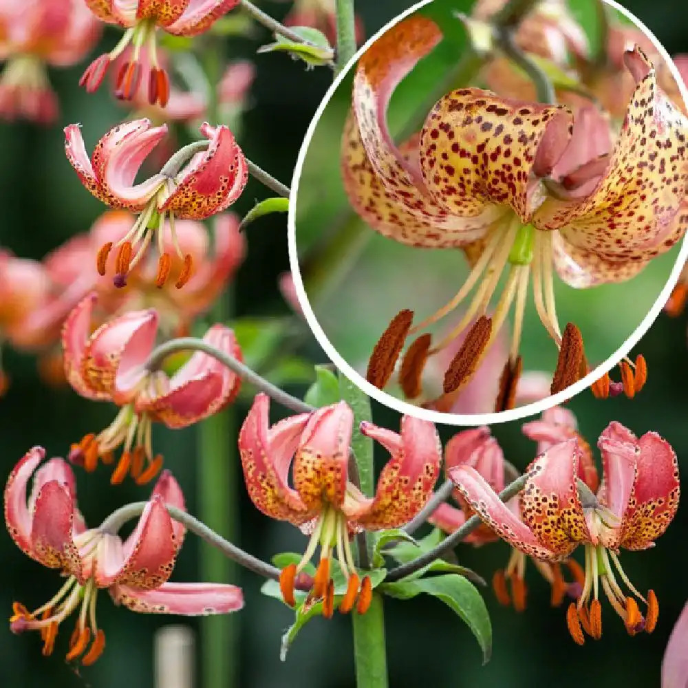 LILIUM martagon 'Manitoba Morning'