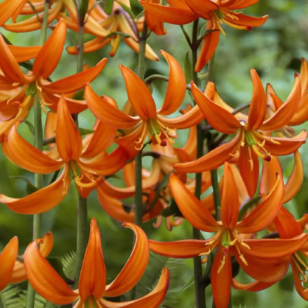 LILIUM martagon 'Orange Marmalade'